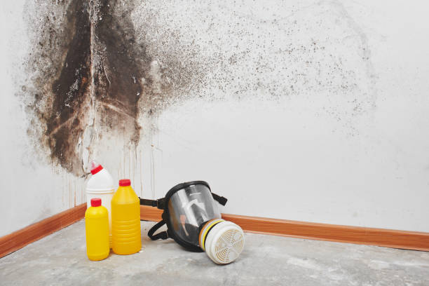 Best Same-Day Mold Removal  in Archer Lodge, NC