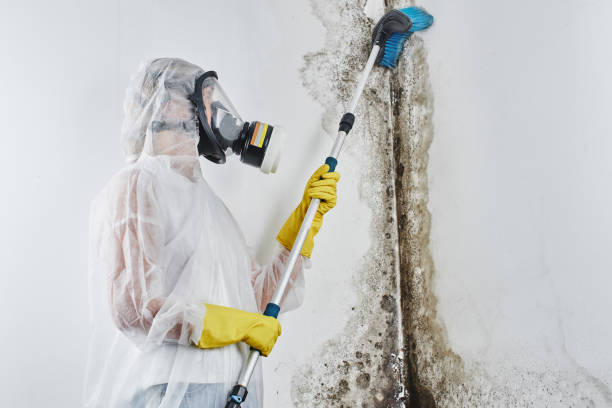 Mold Removal and Inspection in Archer Lodge, NC