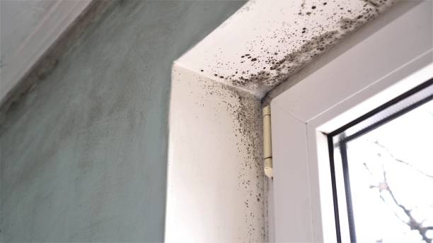 Best Emergency Mold Removal  in Archer Lodge, NC