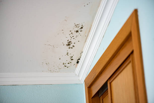 Mold Removal Process in Archer Lodge, NC