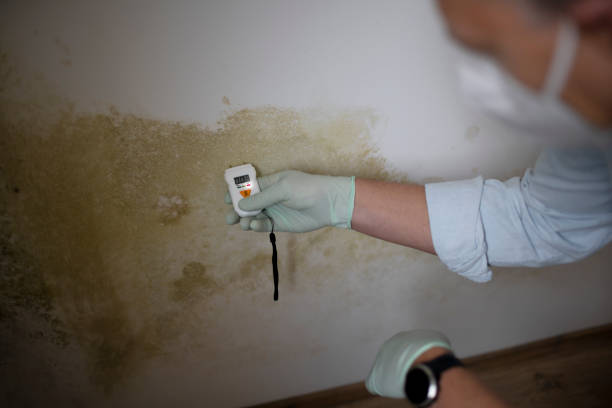Best Same-Day Mold Removal  in Archer Lodge, NC
