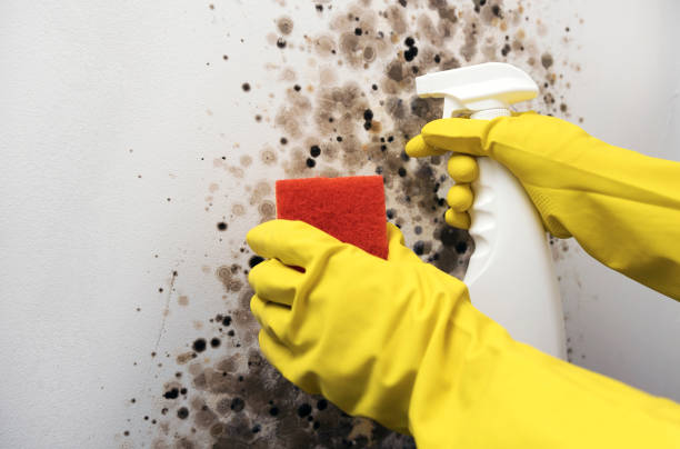Best Emergency Mold Removal  in Archer Lodge, NC