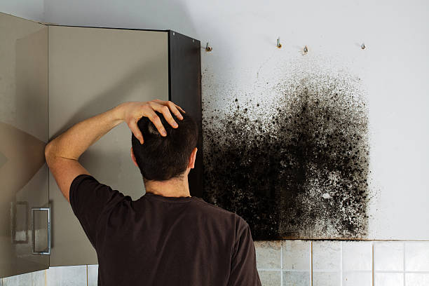Best Mold Removal Company Near Me  in Archer Lodge, NC