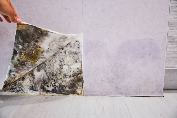 Best Mold Removal and Inspection  in Archer Lodge, NC